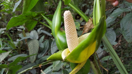 Syngonium neglectum, photograph 1