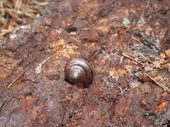 Helminthoglypta dupetithouarsi