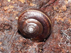 Helminthoglypta dupetithouarsi