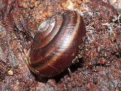 Helminthoglypta dupetithouarsi