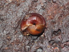 Helminthoglypta dupetithouarsi