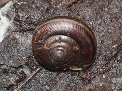 Helminthoglypta dupetithouarsi