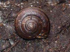 Helminthoglypta dupetithouarsi