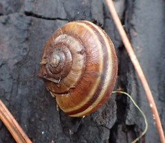 Helminthoglypta dupetithouarsi