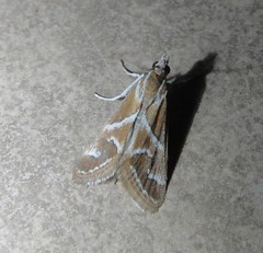 Noctueliopsis virula