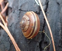 Helminthoglypta dupetithouarsi