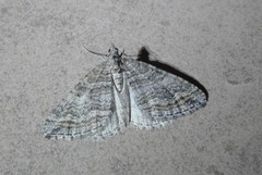 Perizoma custodiata