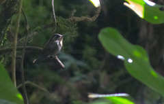 Lampornis amethystinus