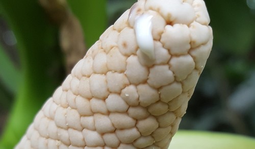 Syngonium neglectum, photograph 4