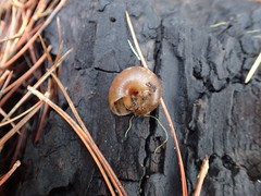 Helminthoglypta dupetithouarsi