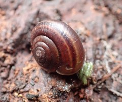 Helminthoglypta dupetithouarsi