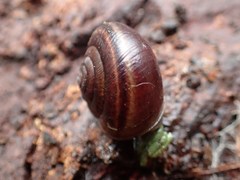 Helminthoglypta dupetithouarsi