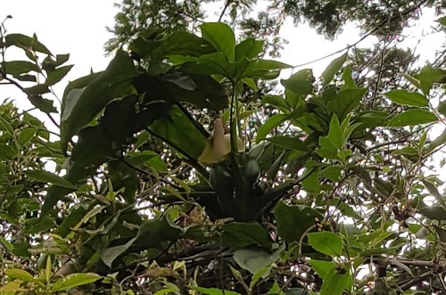 Syngonium neglectum, photograph 2