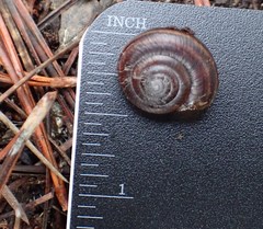 Helminthoglypta dupetithouarsi