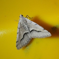 Digrammia rippertaria
