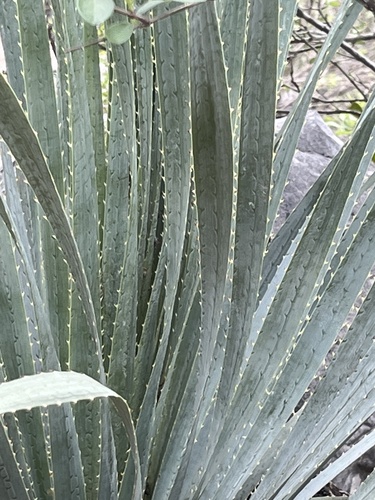 Dasylirion berlandieri