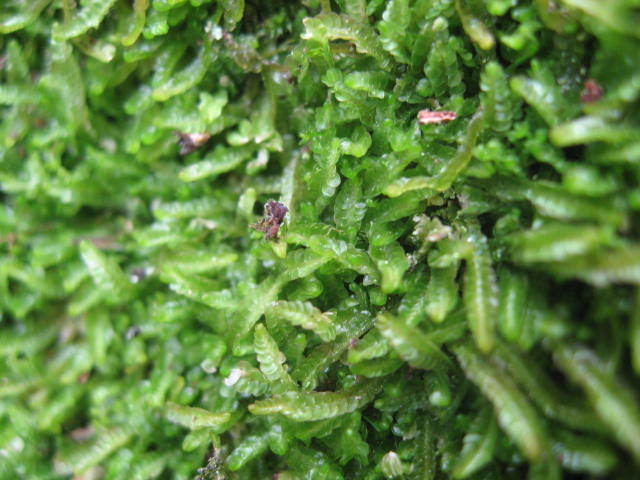 Odontoschisma sphagni