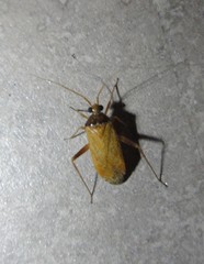Phytocoris ramosus