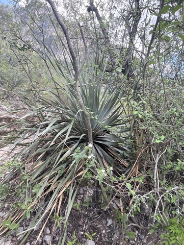 Dasylirion berlandieri