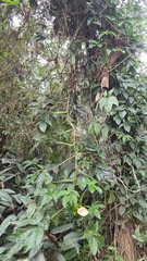 Syngonium neglectum