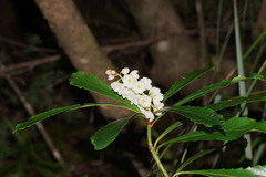 Anopterus glandulosus