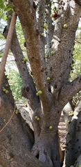 Ficus sansibarica