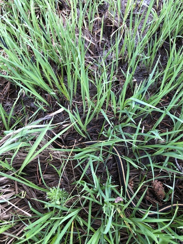 iNaturalist observation photo of Western Terrestrial Garter Snake