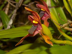 Maxillaria cucullata