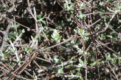 Olearia bullata