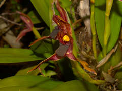 Maxillaria cucullata