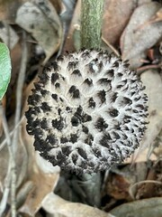 Strobilomyces strobilaceus image