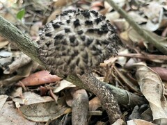 Strobilomyces strobilaceus image