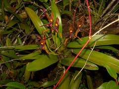 Maxillaria cucullata