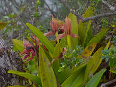 Maxillaria cucullata