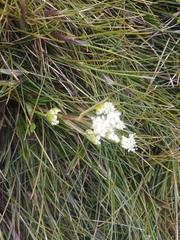 Aciphylla monroi