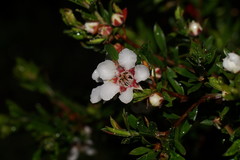 Leptospermum nitidum