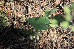 Noccaea perfoliata image