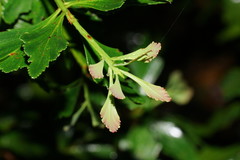Phyllocladus aspleniifolius