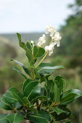 Calophyllum milvum