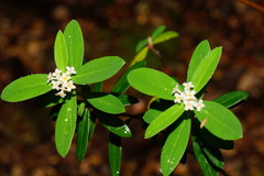 Pimelea drupacea