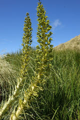 Aciphylla scott-thomsonii