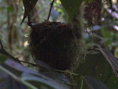 Lampornis amethystinus