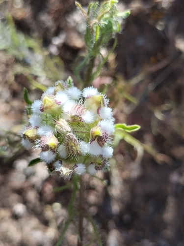 Image of Dicranostegia orcuttiana by no rights reserved