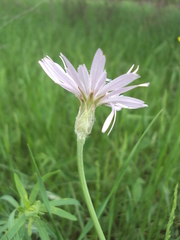 Scorzonera purpurea