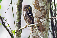 Glaucidium cuculoides