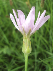 Scorzonera purpurea