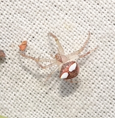 Araneus miniatus