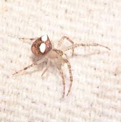 Araneus miniatus