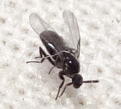 Swammerdamella