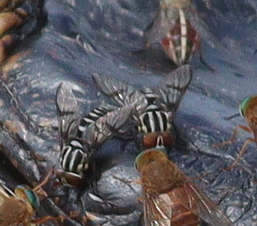 Eutabanus pictus